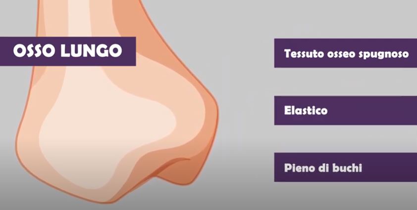 Scienze L Apparato Locomotore Il Sistema Osseo E Le Articolazioni Pillole Di Conoscenza