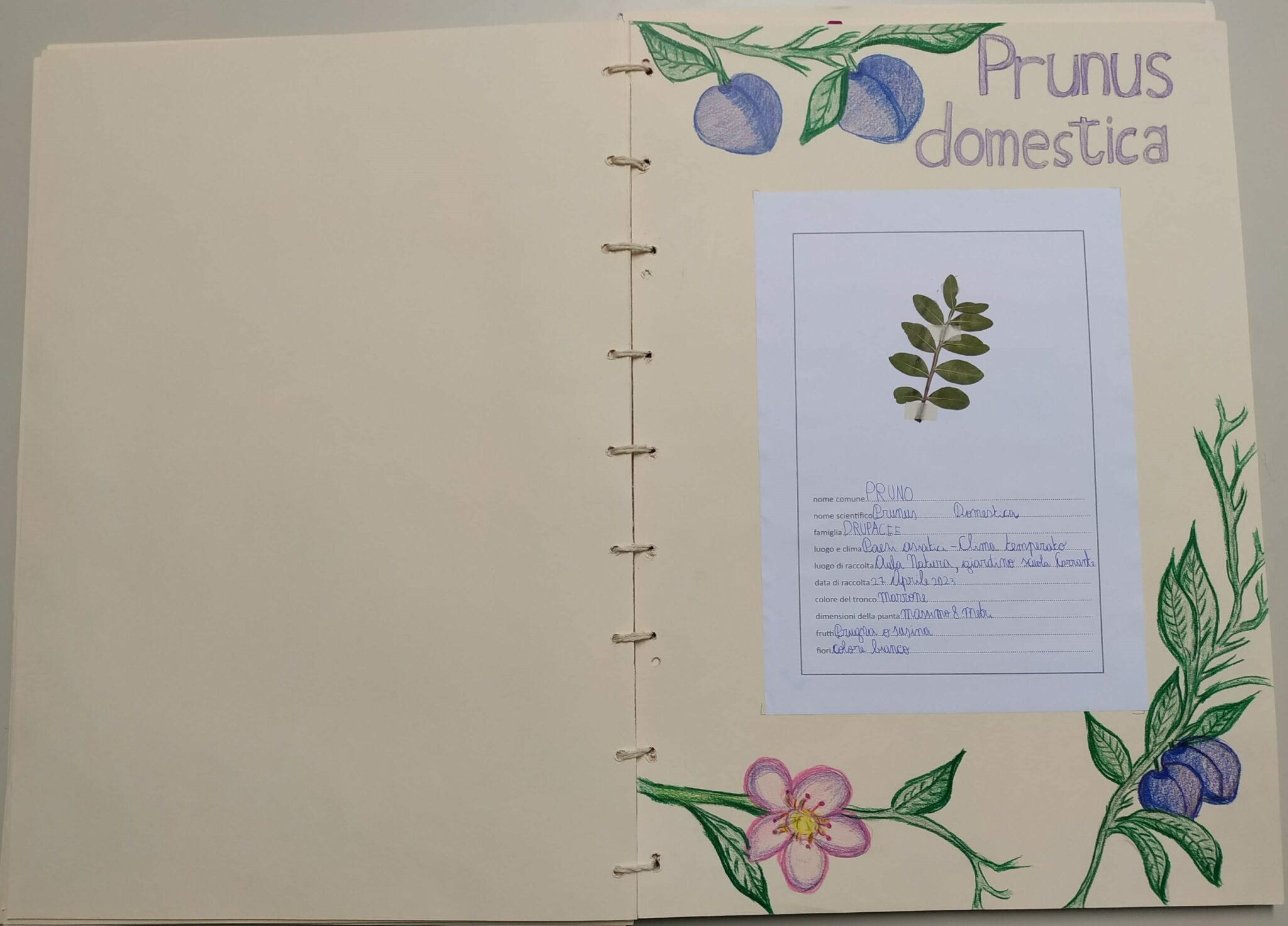 come-realizzare-un-erbario-primaria-pillole-di-conoscenza
