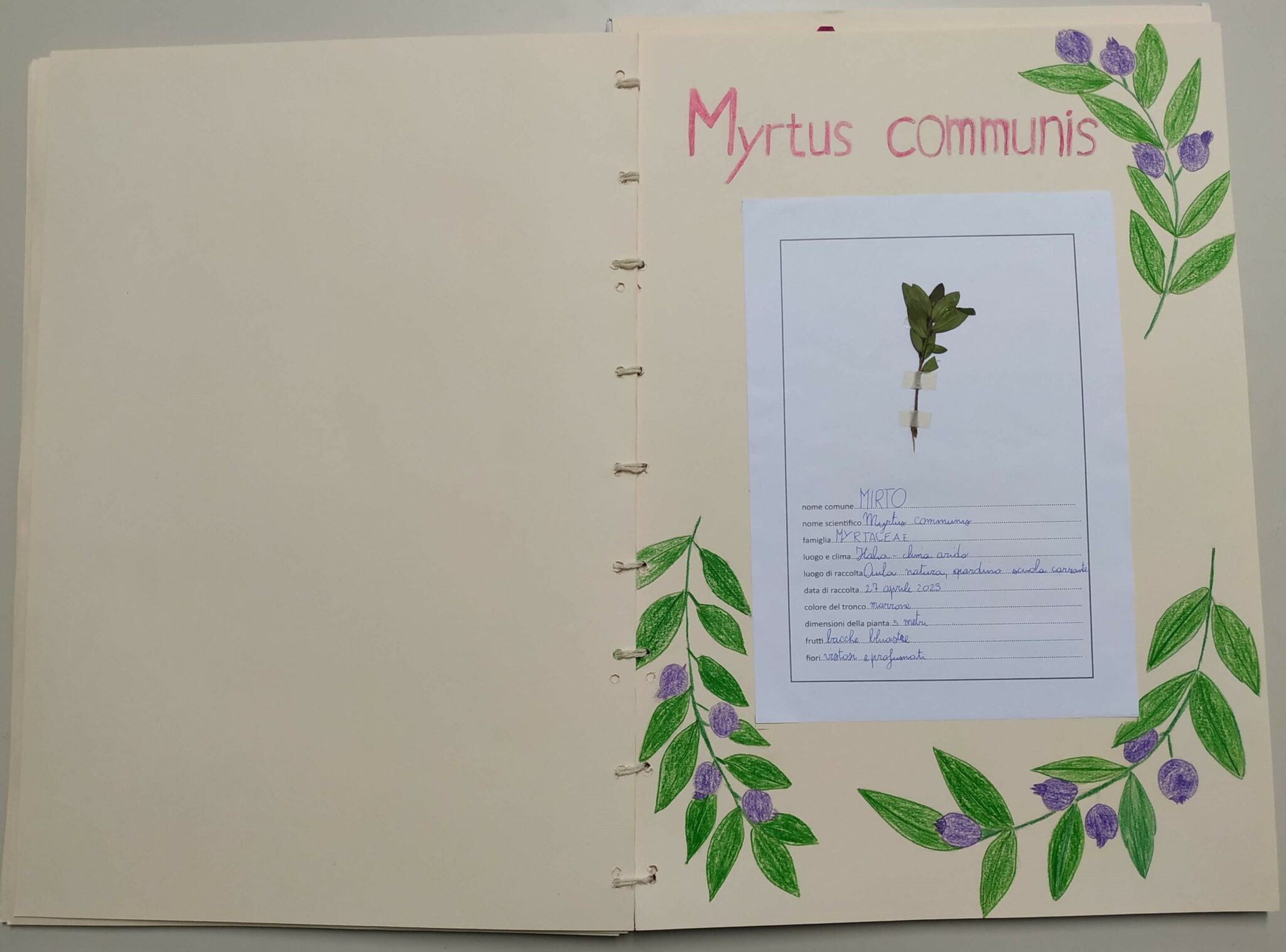 come-realizzare-un-erbario-primaria-pillole-di-conoscenza