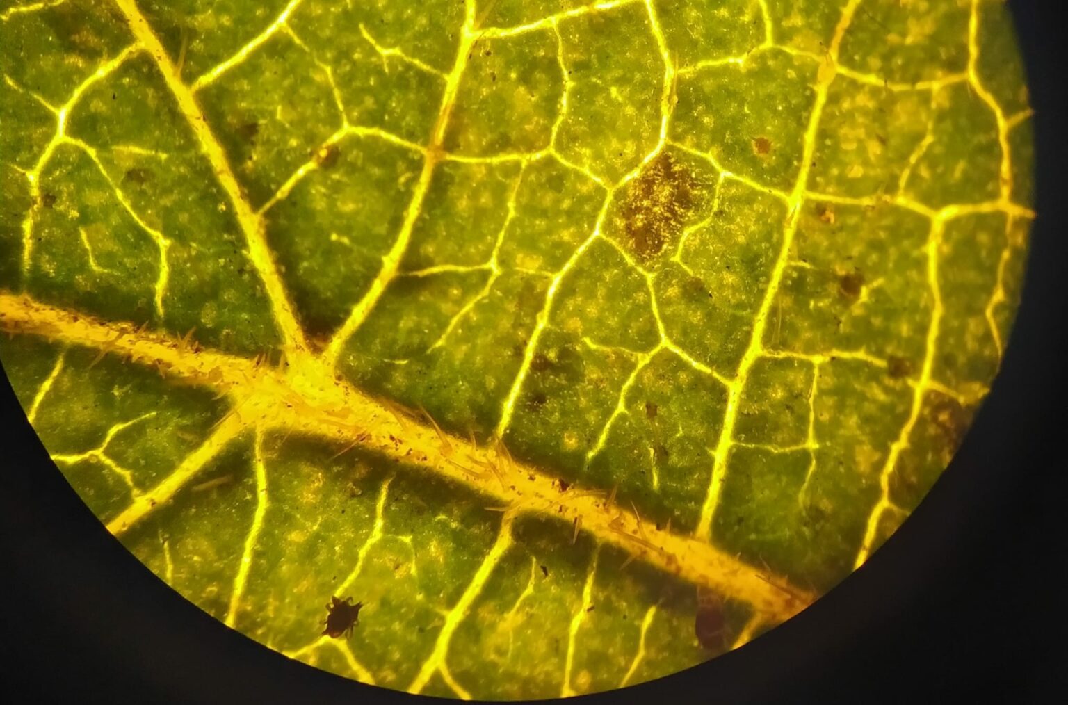Quaderno Di Scienze Classe Seconda Pillole Di Conoscenza