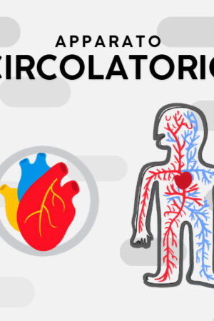 Apparato circolatorio libro per bambiniprimaria.org