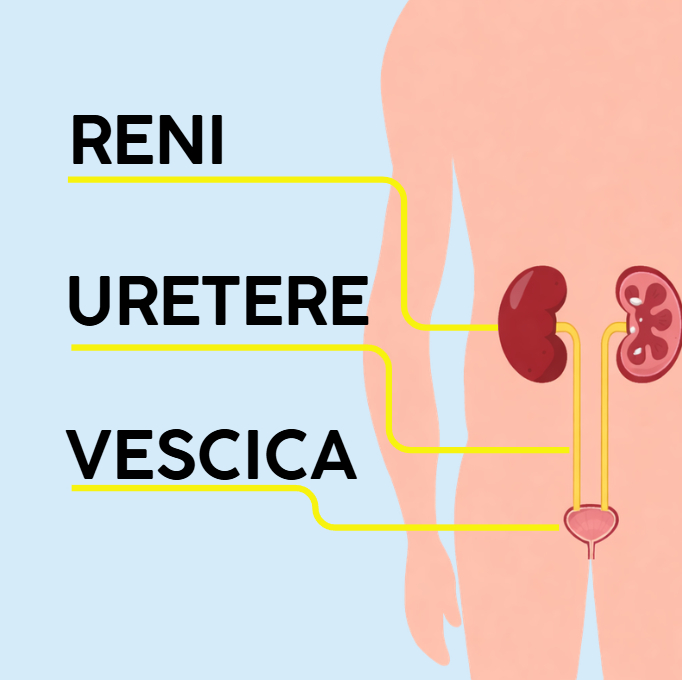 Libri per bambini apparato escretore: il viaggio nel corpo umano - immagine 8