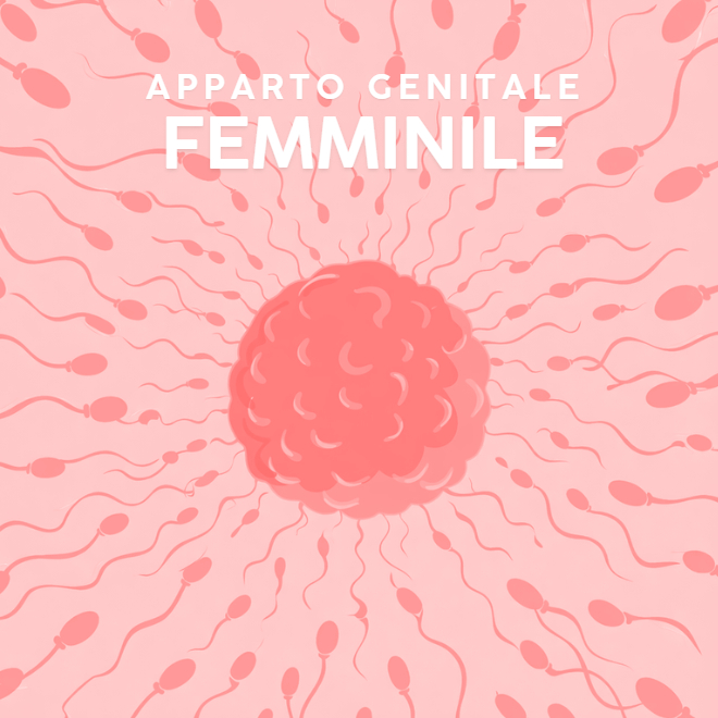 Apparato riproduttore femminile classe quinta scuola primaria disegno