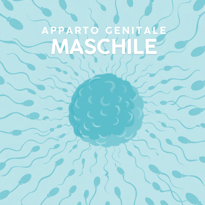 Apparato riproduttore maschile classe quinta scuola primaria disegno