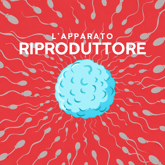 Apparato riproduttore scuola primaria copertina